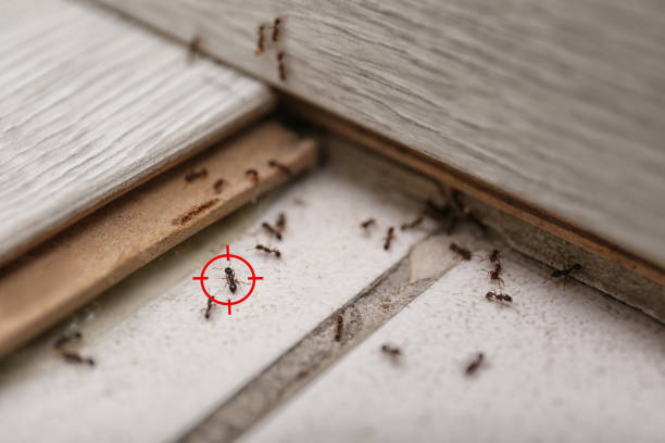 Best Bed Bug Extermination  in Continental, OH